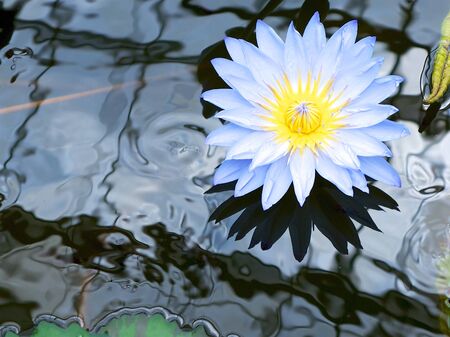Beautiful Lotus Flower reflecting in pondの写真素材