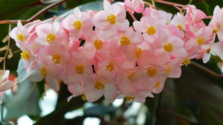 pink flower in botanic gardenの写真素材