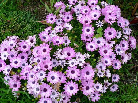 beautiful African daisy flowers in the botanical garden,Japanの写真素材