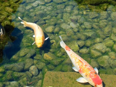 Koi fishes in the pond, Okayama Castle Park, Japanの写真素材