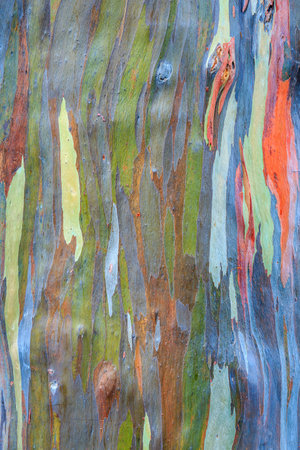 Colorful bark of the rainbow Eucalyptus  Eucalyptus deglupta の写真素材