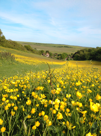 Yellow flowers on a meadow in Englandの写真素材