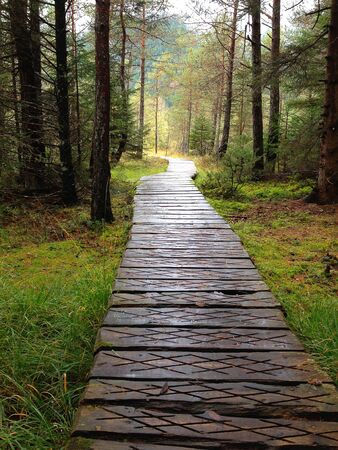 Wooden footpath trough the forestの写真素材