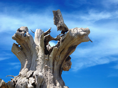 Old Oak Treeの写真素材