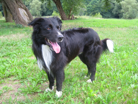 Border Collie on a meadowの写真素材