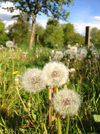 Three dandelions in bloomの写真素材