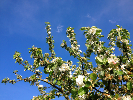 Apple Blossomsの写真素材