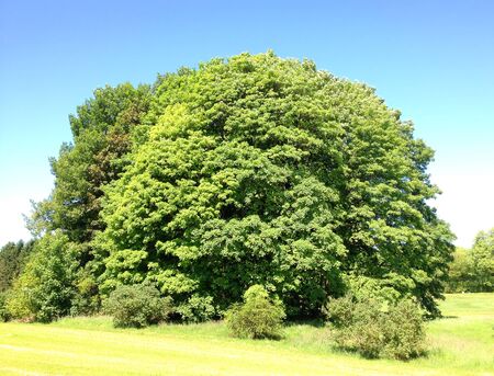 Old Oak Treeの写真素材
