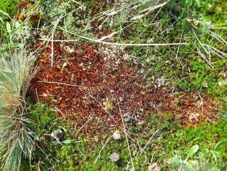 Green and brown mossの写真素材