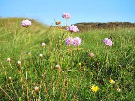 Pink Flowers, Green Meadowの写真素材