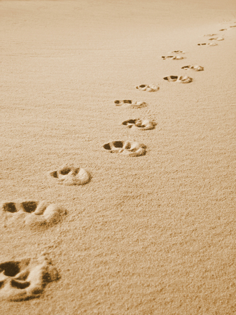 Tracks of a dog on the beachの写真素材