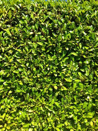 Green Hedge, Cherry Laurel