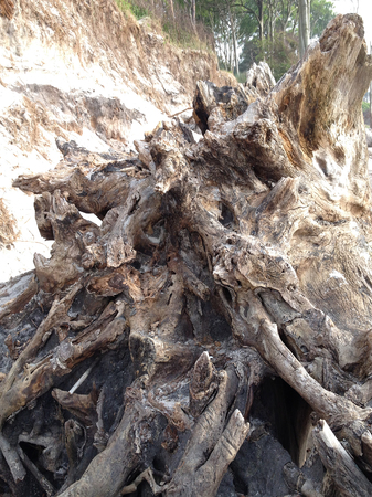 Roots of an old tree on the beachの写真素材