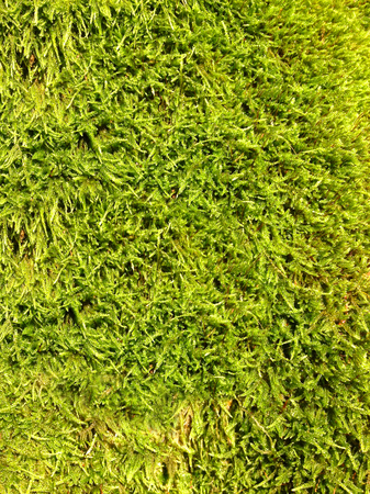 Green moss on a treeの写真素材