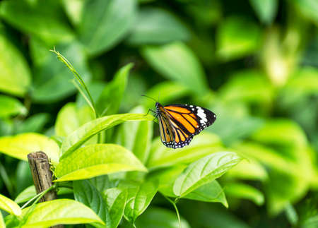 Butterfly on a leafの写真素材