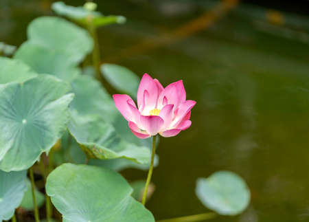 Lotus on a lakeの写真素材