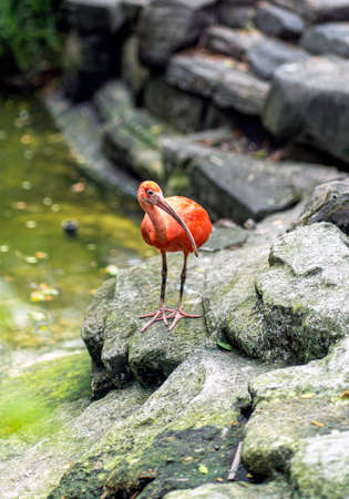 Baby Flamingo standing on a lakeの写真素材