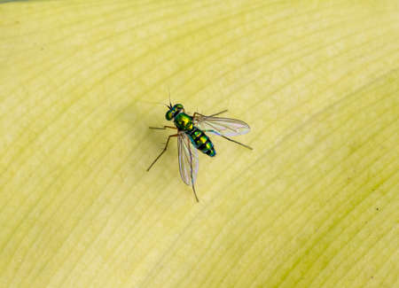 Green Fly on a leafの写真素材