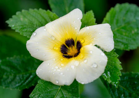 Damiana Close Upの写真素材