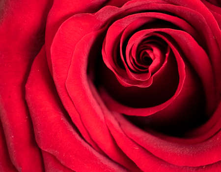 Close Up of a Red Roseの写真素材