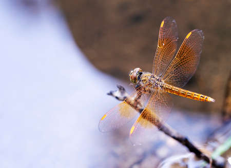 Close Up of a Dragonfly on a Lakeの写真素材