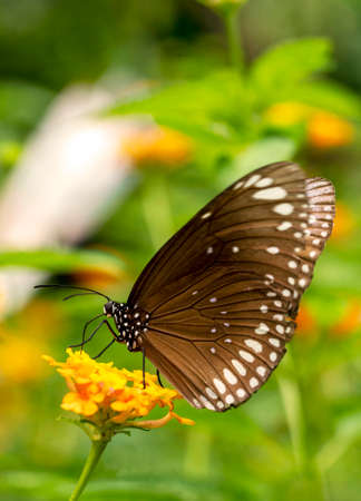 Brown Butterfly on Yellow Flower Macroの写真素材