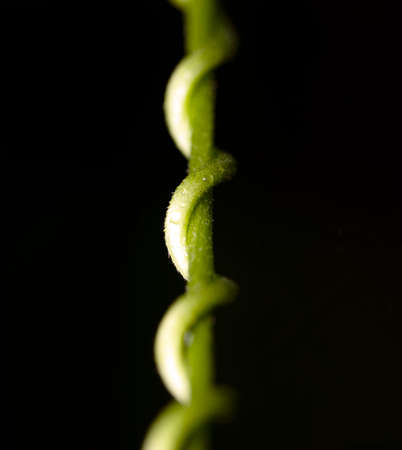 Macro Photo of Green Stem Swirling Up