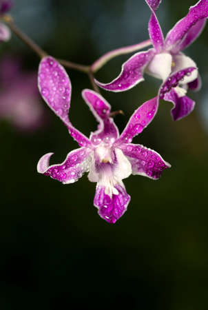 Macro Photo of a Purple Flower with Dewの写真素材