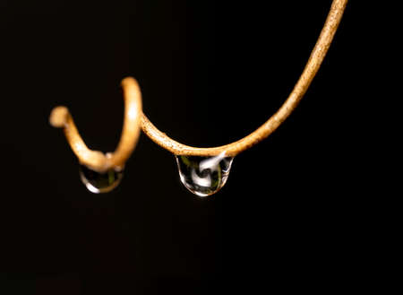 Macro of a Swirl Shaped Twig with Waterdropの写真素材
