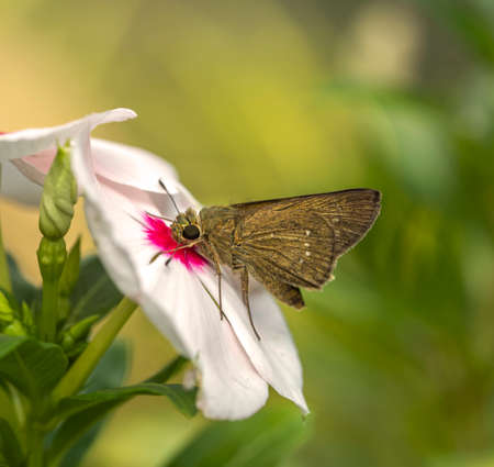 Macro of a Brown Butterfly on White Flowerの写真素材