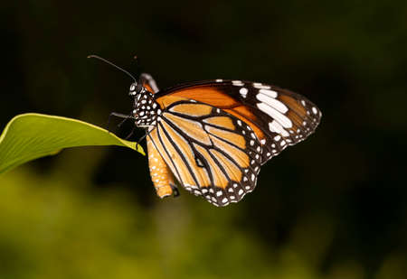 Macro of a Brown Monarch on Green Leafの写真素材