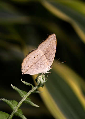 Macro of a Brown Butterfly on Green Leafの写真素材