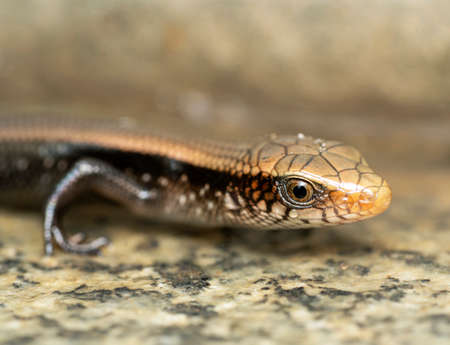 Macro Photo of a Crying Yellow Color Lizardの写真素材