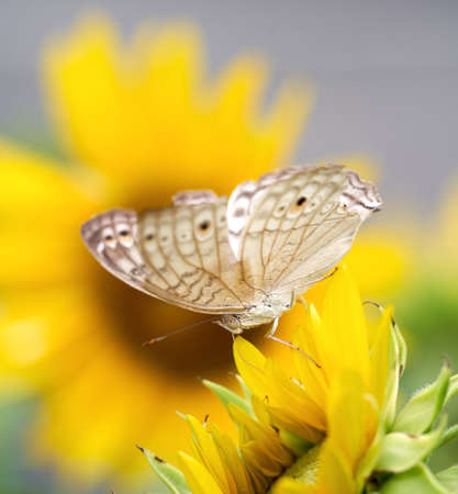 Macro of a Beautiful Winged White Butterfly on Sunflowerの写真素材