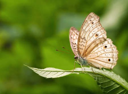 Macro of a Brown Winged Butterfly on a Leaf