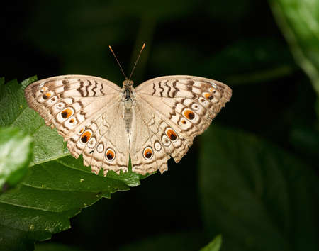 Macro of a Beautiful Winged Brown Butterfly on a Leafの写真素材