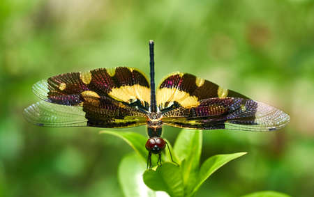 Macro of a Golden Winged Dragonfly on a Leafの写真素材