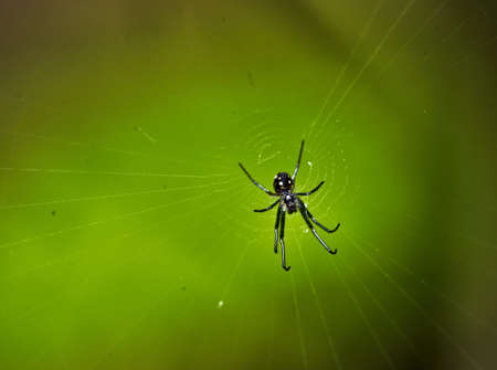 Macro of a Black Spider on its Webの写真素材