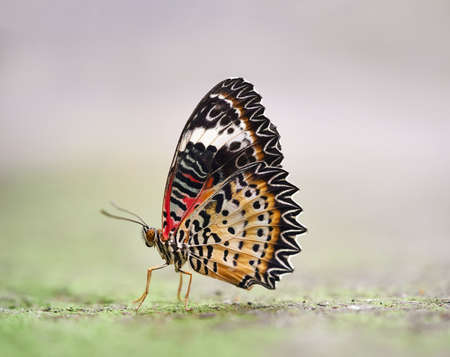 Macro of a Tiger Butterfly on Groundの写真素材