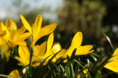 Beautiful yellow crocus flower in a garden April 2021 Athens Greeceの写真素材
