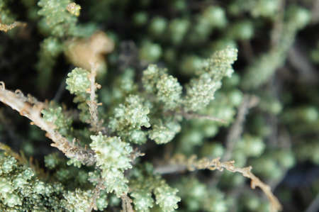 lavender flower 
Springtime April 21st 2021 Athens Greeceの写真素材