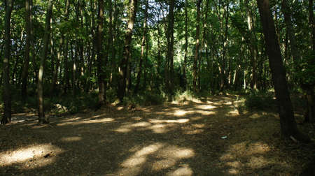 Beech forest southwest of Meteora rocks central Greece near the river Pineioの写真素材