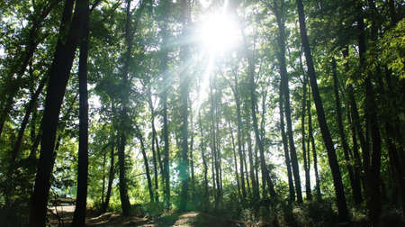 Beech forest southwest of Meteora rocks central Greece near the river Pineio