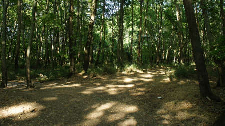 Beech forest southwest of Meteora rocks central Greece near the river Pineioの写真素材