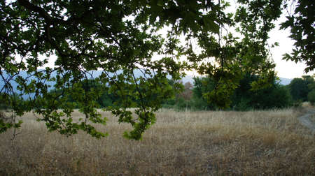 Platan forest southwest of Meteora rocks central Greece near the river Pineioの写真素材