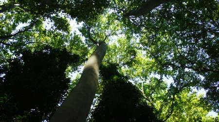 Beech forest southwest of Meteora rocks central Greece near the river Pineioの写真素材