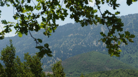 a mountain forest at the foot of the mountain kosiakas eastern slopes of Pindos in summerの写真素材