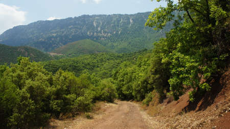 a mountain forest at the foot of the mountain kosiakas eastern slopes of Pindos in summerの写真素材