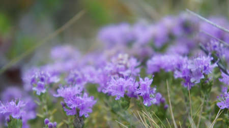 beautiful Lila flowers, Mediterranean sea flora near Athens Greece May 2021の写真素材