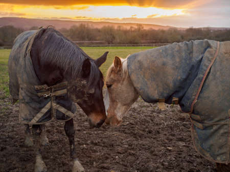 Flo and Bailey touching noses at the end of a muddy Winter's day as the sun sets beyond the South downs behind the horses.の写真素材